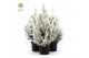 Picea glauca december 50/60 + Snow 