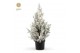 Picea glauca december 50/60 + Snow 