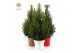 Picea glauca december 50/60 in Pot Colour mix + Bow Mix 