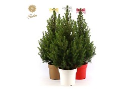 Picea glauca december 50/60 in Pot Colour mix + Bow Mix