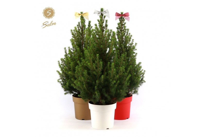 Picea glauca december 50/60 in Pot Colour mix + Bow Mix Picea glauca december 50/60 in Pot Colour mix + Bow Mix
