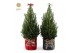 Picea glauca december P19 in Bag X-mas Duo + Bow 
