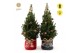 Picea glauca december P19 in Bag X-mas Duo + Pine-Cone Light + Tree on 