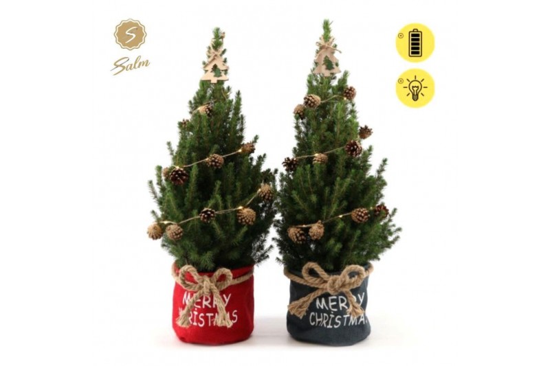 Picea glauca december P19 in Bag X-mas Duo + Pine-Cone Light + Tree on Picea glauca december P19 in Bag X-mas Duo + Pine-Cone Light + Tree on