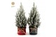 Picea glauca december P19 in Bag X-mas Duo + Snow 