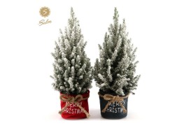 Picea glauca december P19 in Bag X-mas Duo + Snow