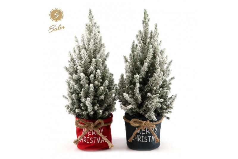 Picea glauca december P19 in Bag X-mas Duo + Snow Picea glauca december P19 in Bag X-mas Duo + Snow