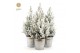 Picea glauca december P19 in Zinc Old-Look + Snow 
