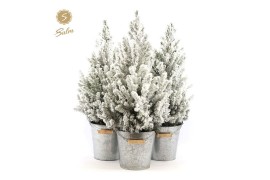 Picea glauca december P19 in Zinc Old-Look + Snow