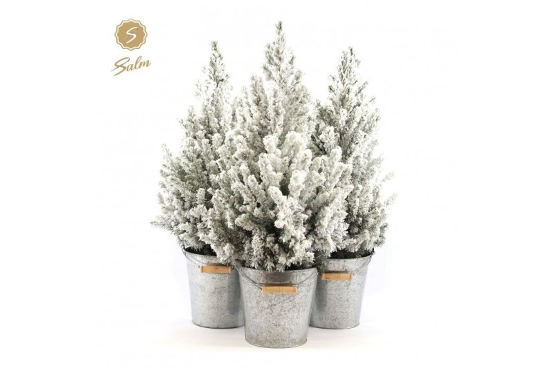 Picea glauca december P19 in Zinc Old-Look + Snow 