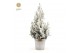 Picea glauca december P19 in Zinc Old-Look + Snow 
