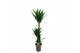 Yucca 90-45-20 - Toef 