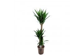 Yucca 90-45-20 - Toef