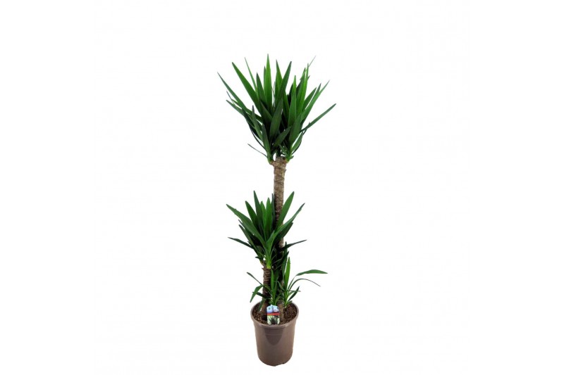 Yucca 90-45-20 - Toef 