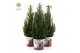 Picea glauca december P19 in Zinc Santa + Bow Mix 