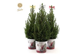 Picea glauca december P19 in Zinc Santa + Bow Mix
