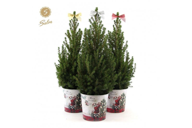 Picea glauca december P19 in Zinc Santa + Bow Mix Picea glauca december P19 in Zinc Santa + Bow Mix
