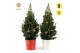 Picea glauca december P19 in Zinc X-mas Duo + Pine-Cone Light + Tree o 