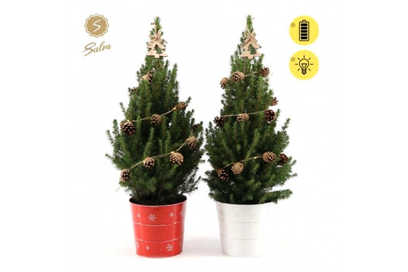Picea glauca december P19 in Zinc X-mas Duo + Pine-Cone Light + Tree o 