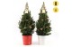 Picea glauca december P19 in Zinc X-mas Duo + Pine-Cone Light + Tree o 