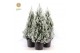 Picea glauca december 80/90 + Snow 