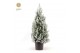 Picea glauca december 80/90 + Snow 