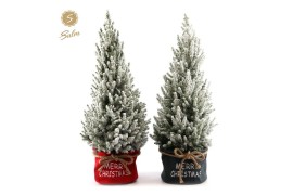 Picea glauca december P26 in Bag X-mas Duo + Snow