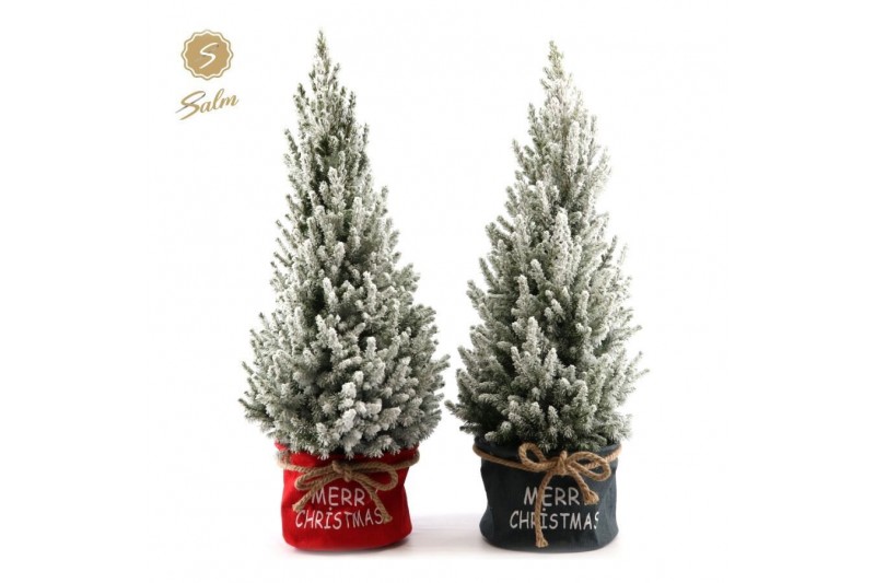 Picea glauca december P26 in Bag X-mas Duo + Snow Picea glauca december P26 in Bag X-mas Duo + Snow