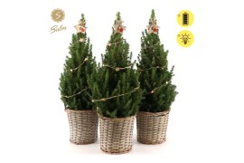 Picea glauca december P19 in Basket + Starlight + Star on Loop