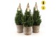 Picea glauca december P19 in Basket + Starlight + Star on Loop 