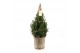 Picea glauca december P19 in Basket + Starlight + Star on Loop 