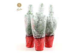 Pinus pinea silver crest in Sleeve X-mas + Snow