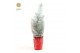 Pinus pinea silver crest in Sleeve X-mas + Snow 