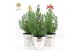 Pinus pinea silver crest P17 in Zinc Old-Look + Bow Mix 