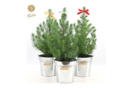 Pinus pinea silver crest P17 in Zinc Old-Look + Bow Mix