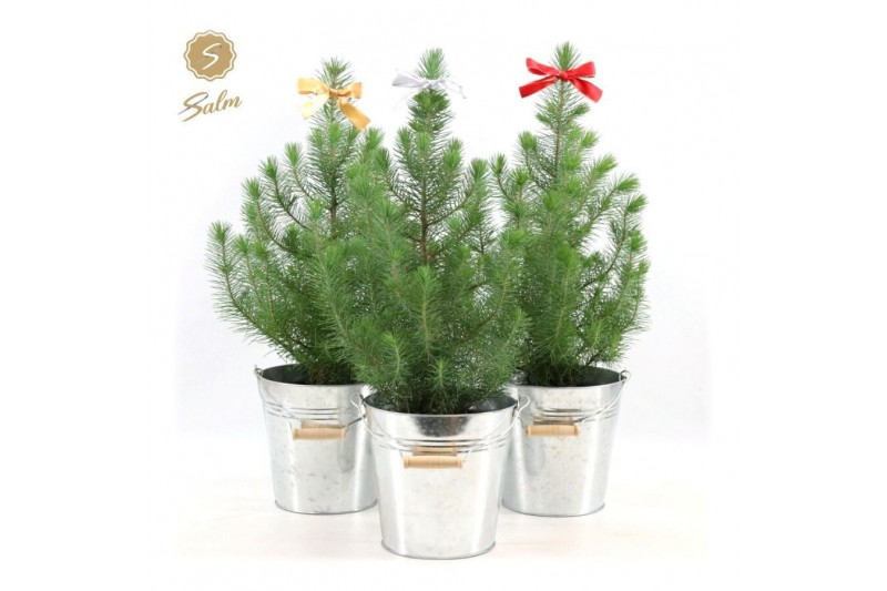 Pinus pinea silver crest P17 in Zinc Old-Look + Bow Mix Pinus pinea silver crest P17 in Zinc Old-Look + Bow Mix