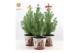Pinus pinea silver crest P17 in Zinc Santa + Bow Mix 
