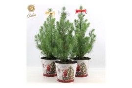 Pinus pinea silver crest P17 in Zinc Santa + Bow Mix