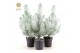 Pinus pinea silver crest + Snow 