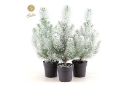 Pinus pinea silver crest + Snow