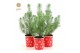 Pinus pinea silver crest in Cup X-mas Deco 