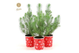 Pinus pinea silver crest in Cup X-mas Deco