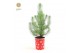 Pinus pinea silver crest in Cup X-mas Deco 