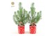 Pinus pinea silver crest in Cup X-mas Deco + Deco - Tree/Star 