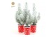 Pinus pinea silver crest in Cup X-mas Deco + Snow 