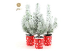 Pinus pinea silver crest in Cup X-mas Deco + Snow