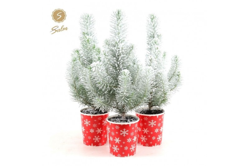 Pinus pinea silver crest in Cup X-mas Deco + Snow 