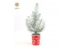 Pinus pinea silver crest in Cup X-mas Deco + Snow 