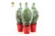 Pinus pinea silver crest in Sleeve X-mas 