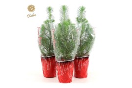 Pinus pinea silver crest in Sleeve X-mas